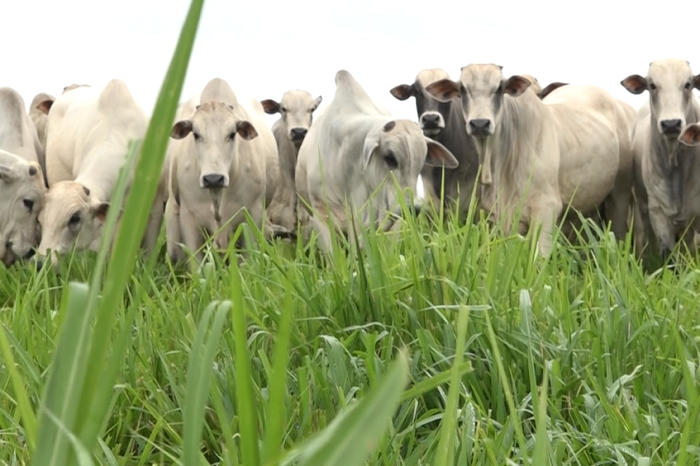 Condição do pasto é ponto fundamental para a produtividade pecuária